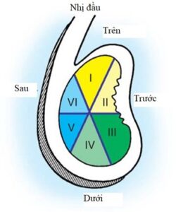 Sụn Viền ổ Chảo Có Thể được Chia Thành 6 Vùng