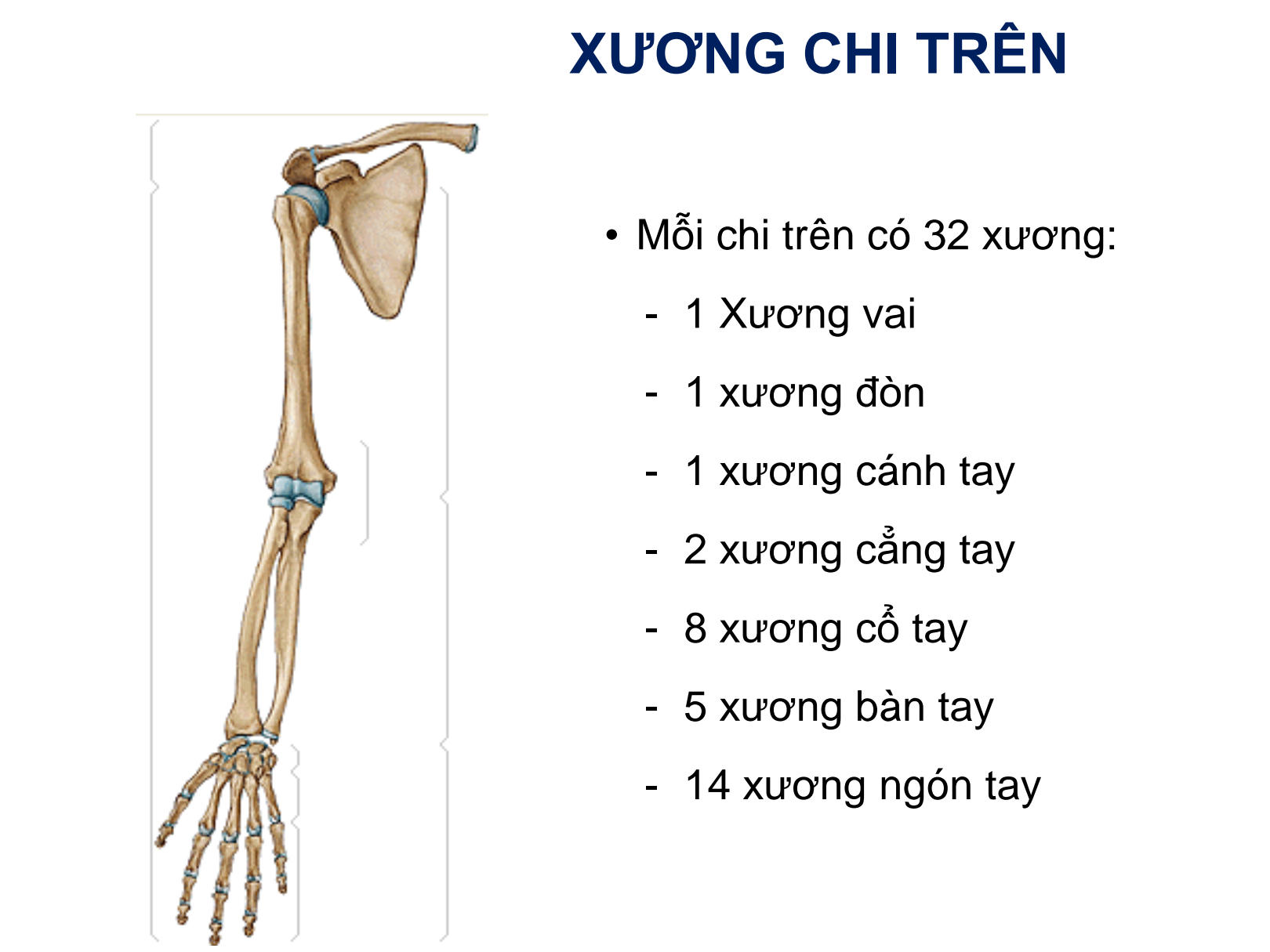 Xương Chi Trên