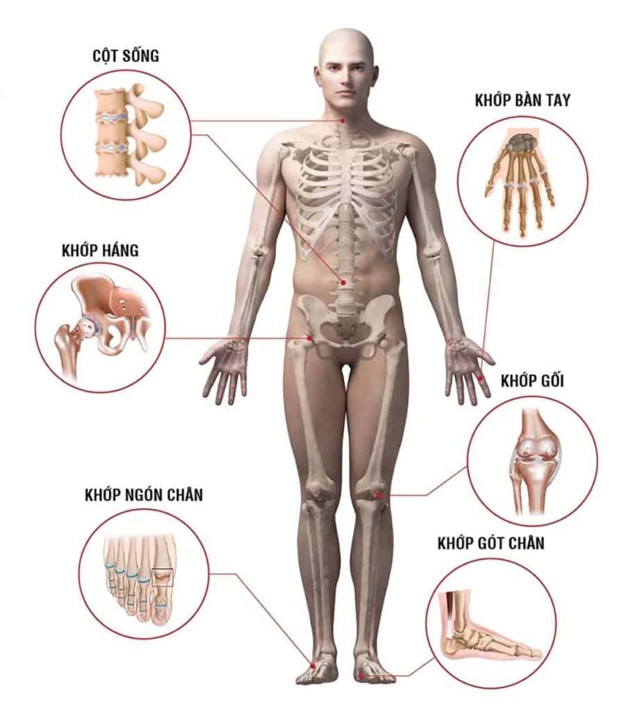 Hình ảnh chi tiết các phần xương chậu, cột sống, đầu gối, cổ tay, bàn chân.