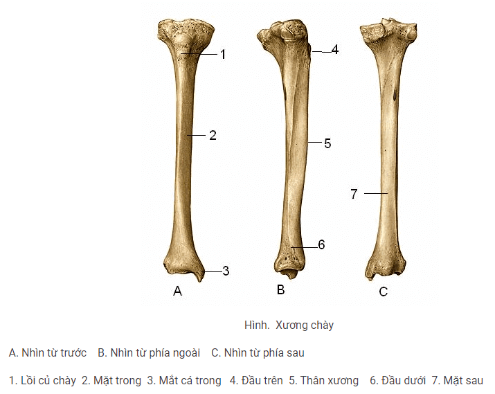 Xương đùi 2