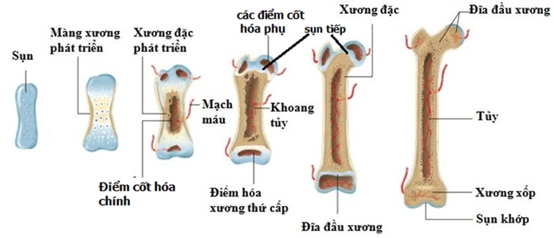 Cấu Tạo Xương 1