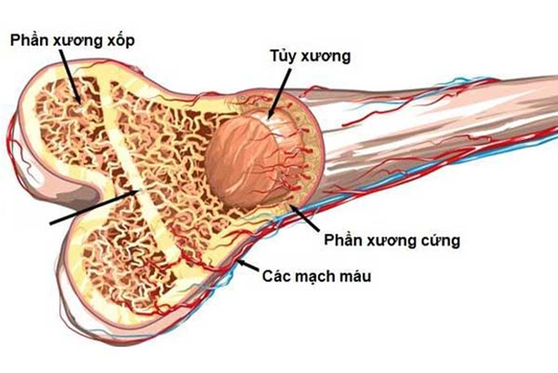 Cấu Tạo Xương 2