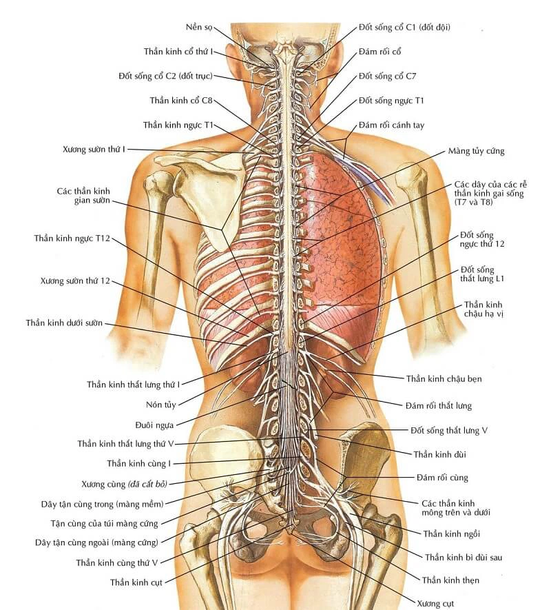 Gãy Xương Sống 3